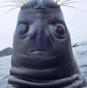 Meet your Posher, Blaine